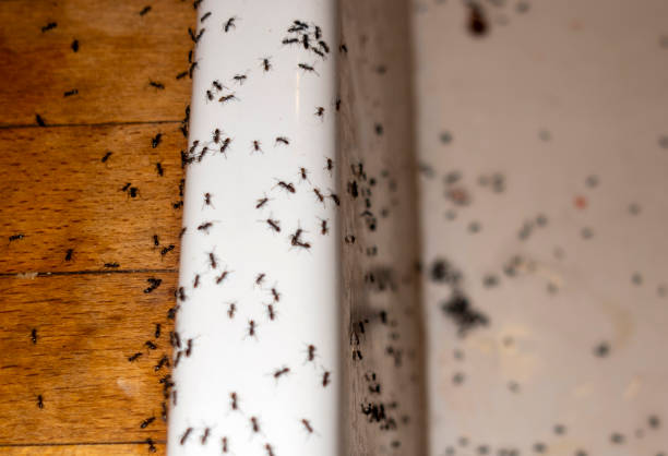 Best Termite Control Services  in Hrison, AR